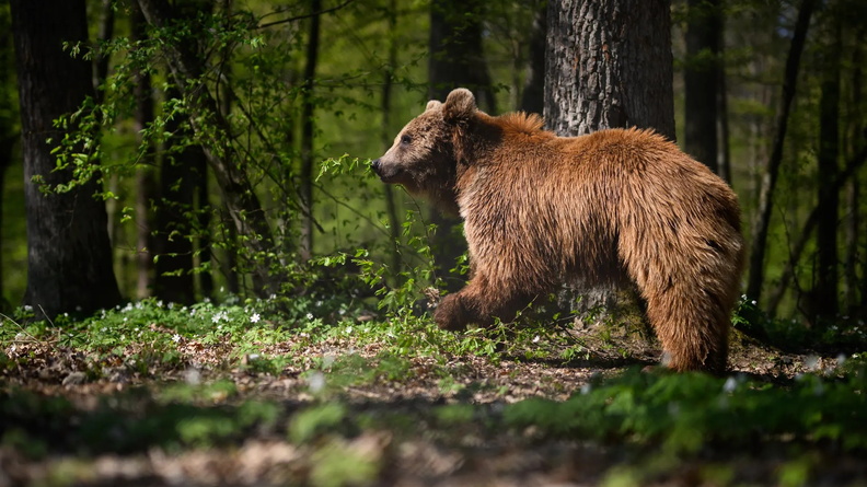 Brown Bear, Bear Sanctuary Domazhyr, Lviv, Ukraine